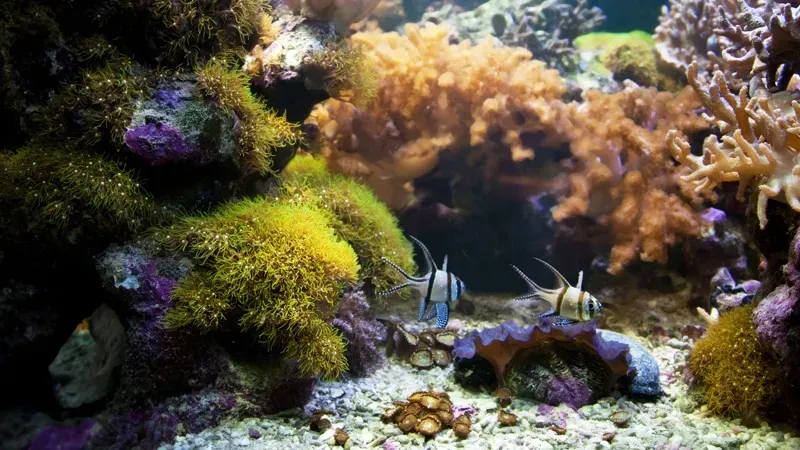 Egypt tours discovering coral near Tiran Island