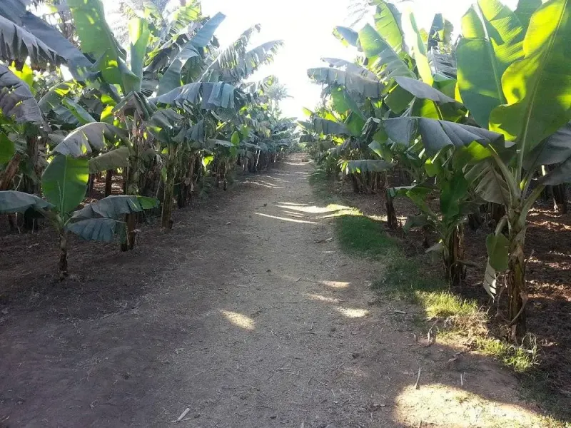 Explore Banana Island on a unique Luxor tour