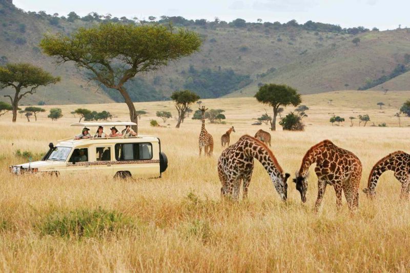 Safari jeep exploring the Masai Mara plains on an 8 Days Best Kenya Safari Tour.