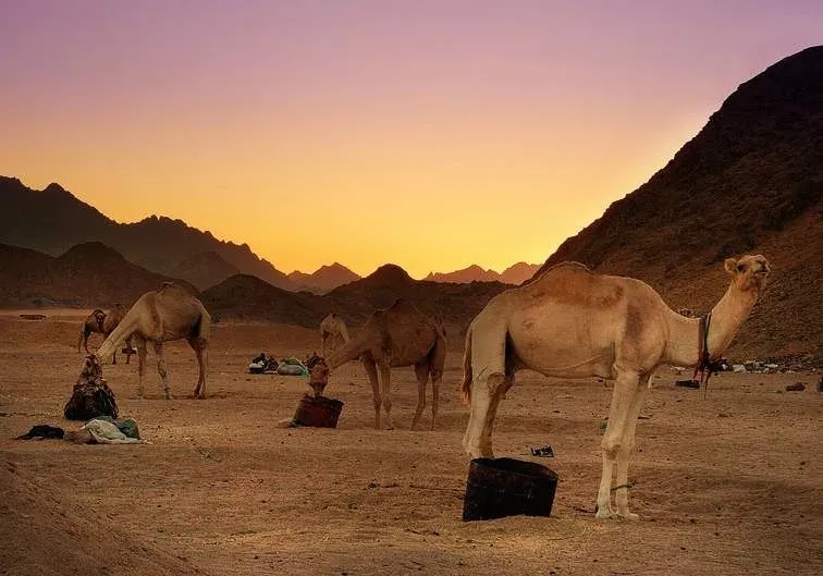 Hurghada Desert Safari By Jeep