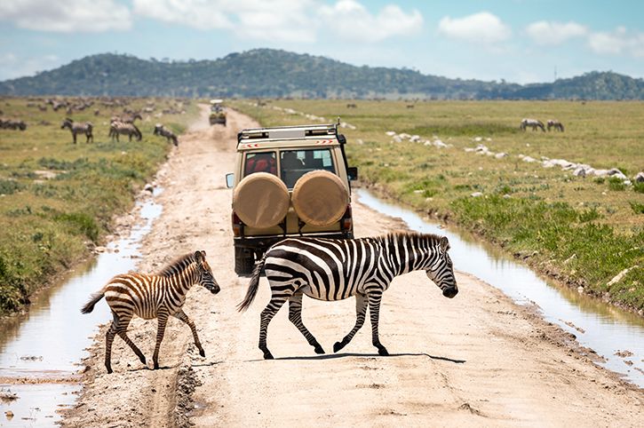 A zebra grazing near a safari jeep during wildlife tour