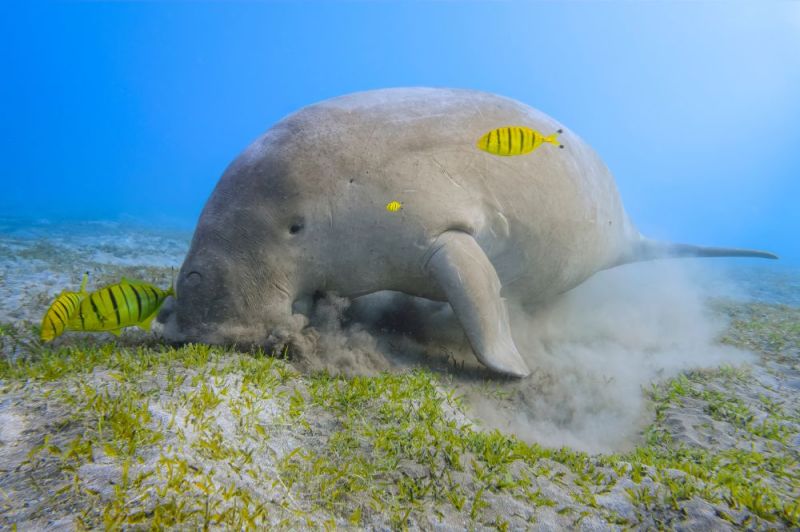 Dugong grazing in the clear waters of Marsa Mubarak during a snorkeling tour from Marsa Alam.