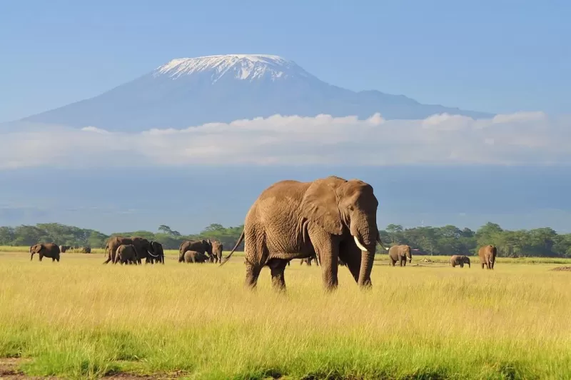 Elephants walking beneath Mount Kilimanjaro during a Kenya safari tour in Amboseli National Park.