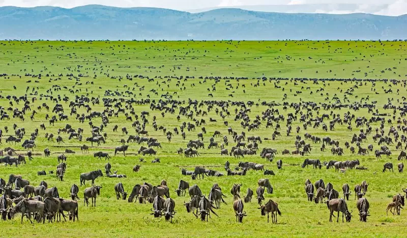 Ngorongoro Conservation Area
