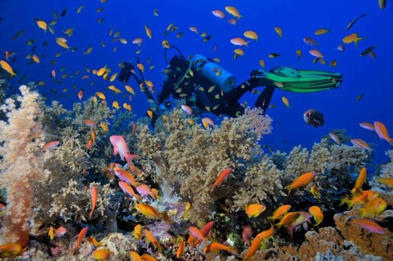 Ras Mohamed excursions from Sharm El Sheikh