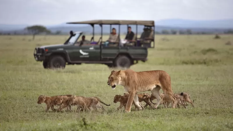 Safari jeep driving through the Serengeti plains during a 4-Day Tanzania Serengeti Tour