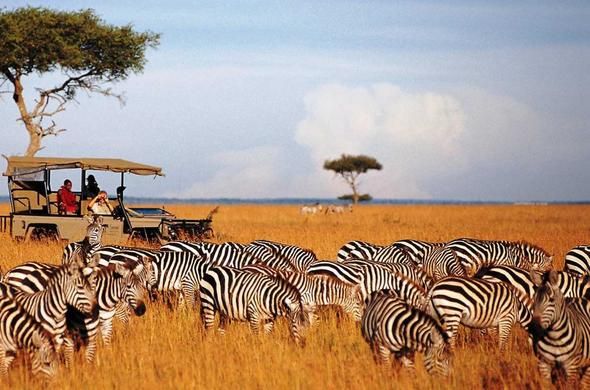 Watching giraffes and zebras on the 5 Days Kenya Safari Tour
