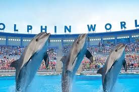 Dolphin Show in Sharm El Sheikh