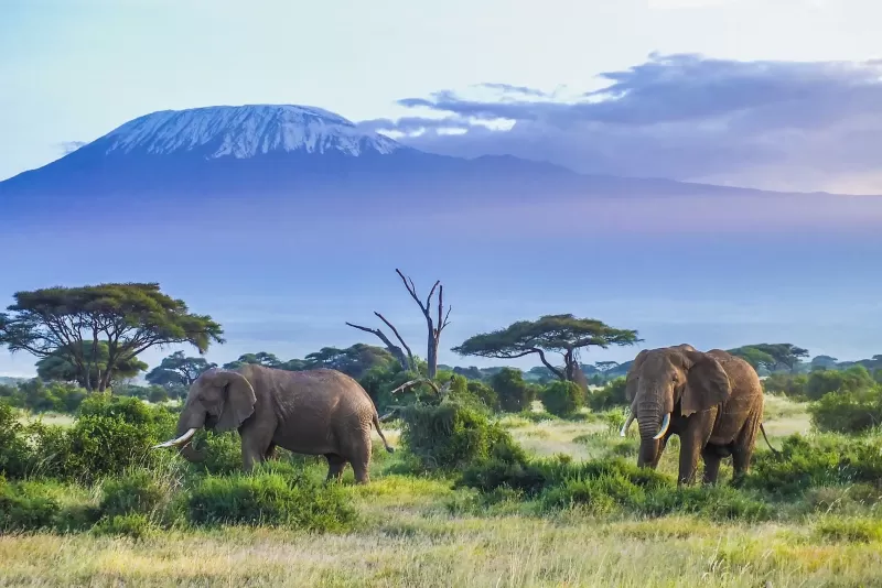 Elephants walking beneath Mount Kilimanjaro during a 8-days Kenya safari tour in Amboseli National Park.
