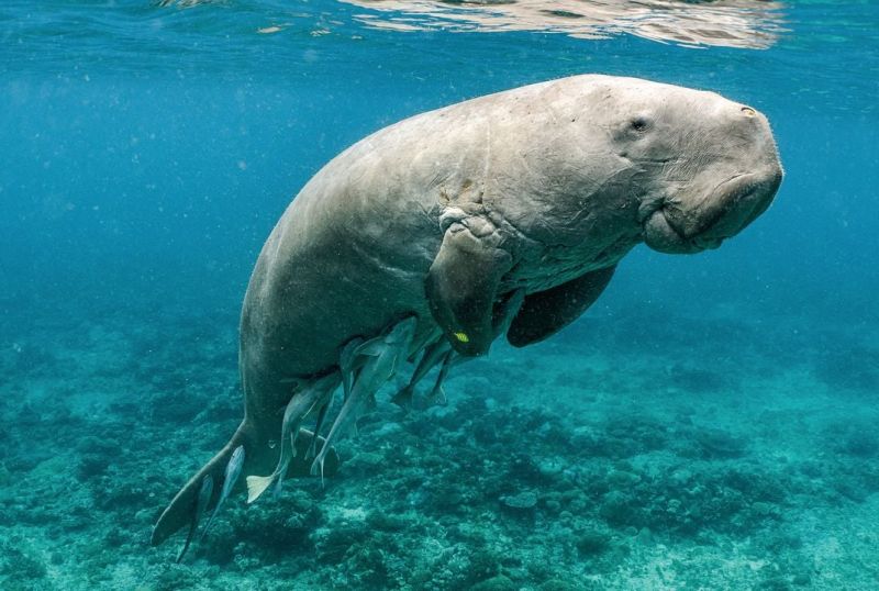 Beautiful Red Sea marine life and Dugong encounter at Marsa Mubarak lagoon on a Marsa Alam trip.