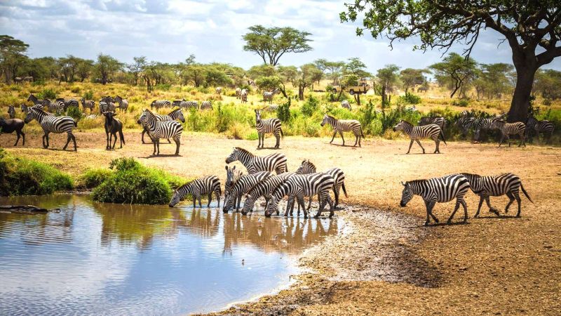 Zebras roaming in Tarangire National Park during Tanzania safari