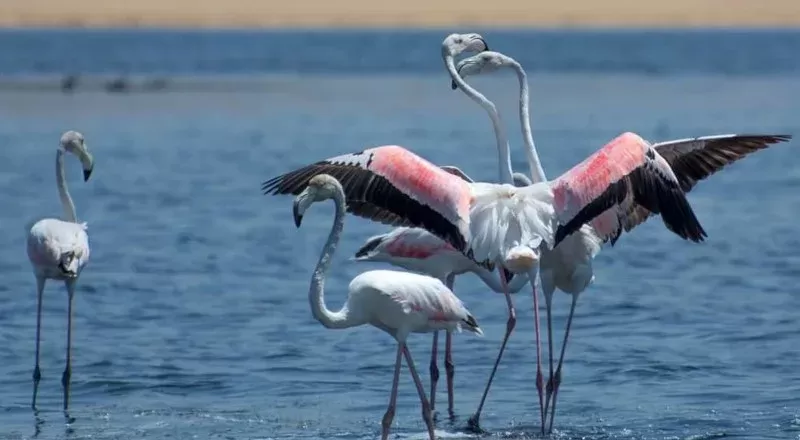 Best bird watching tour in Aswan Egypt exploring local bird species and the natural beauty of the Nile
