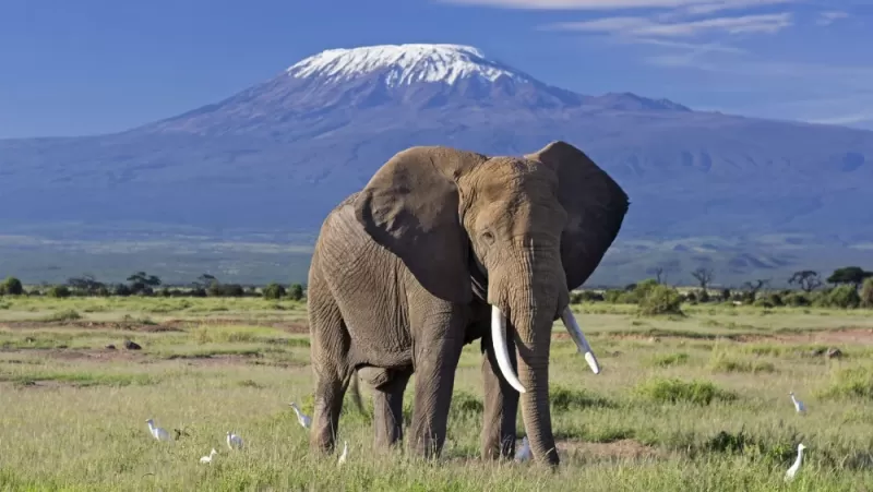 Elephants roaming in Amboseli National Park during a 3-Day Kenya Safari Amboseli National Park.