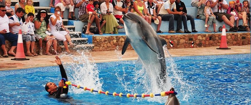 Dolphin Show in Sharm El Sheikh