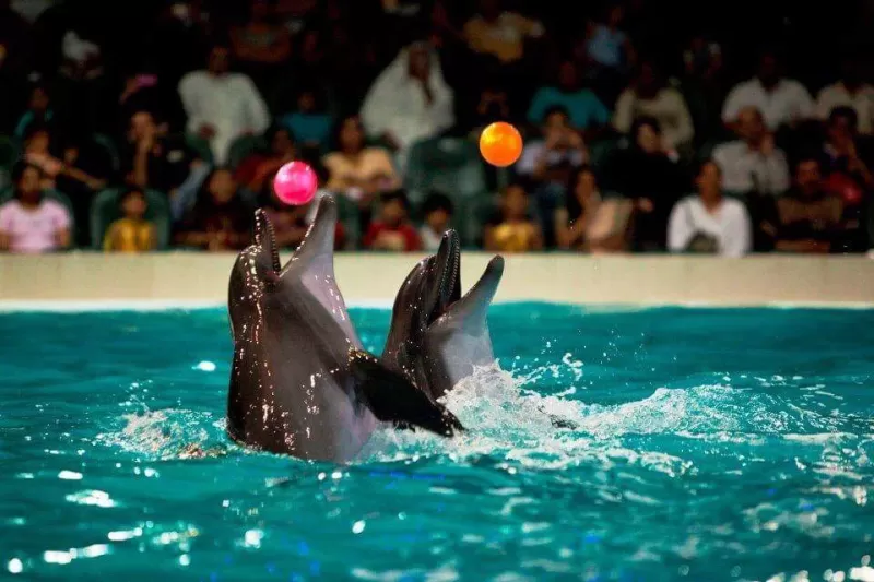 Dolphin Show in Sharm El Sheikh