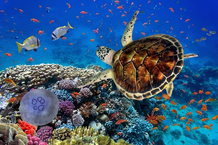 Discover colorful coral reefs while snorkeling on a Dahab Egypt tour