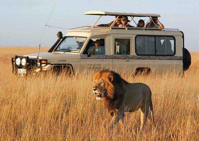 Game drive spotting lions on the 5 Days Kenya Safari Tour