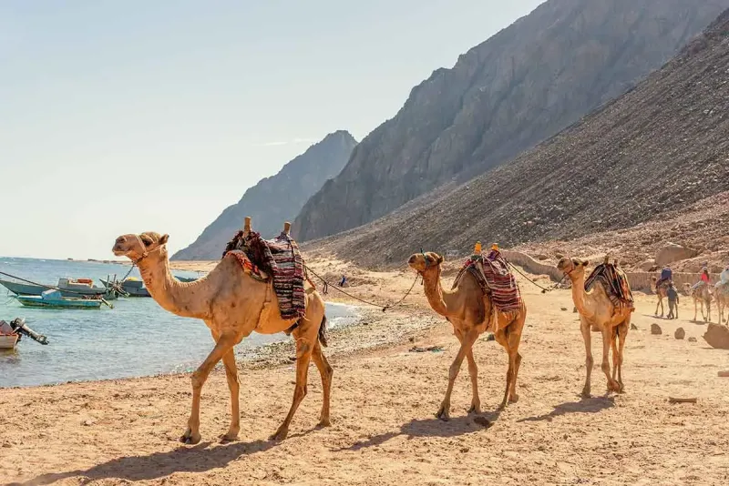 Dahab day trip with desert safari experience