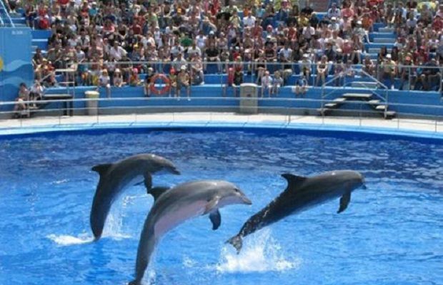 Dolphin Show, Sharm El Sheikh