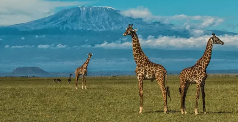 Giraffe grazing in the Serengeti savannah on a Tanzania wildlife safari