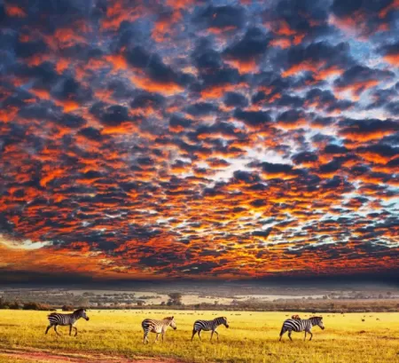 Tanzania Serengeti Tour