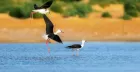 Aswan bird watching tour in Egypt with colorful birds along the Nile River and natural landscapes