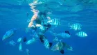 Egypt tours to Tiran Island snorkeling adventure