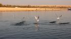 Birdlife and natural beauty at Lake Qarun on El Fayoum and Wadi El Rayan Day Tour From Cairo