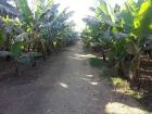 Explore Banana Island on a unique Luxor tour