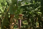 Banana Island: A peaceful retreat on your Luxor excursion