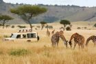 Safari jeep exploring the Masai Mara plains on an 8 Days Best Kenya Safari Tour.