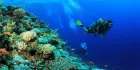 Mahmya Island snorkeling trip with Hurghada trips