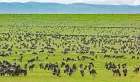  the Serengeti National Park on a 4-Day Serengeti Safari Tours – Africa Tours adventure