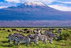 Zebras crossing the plains during a 3-Day Amboseli Safari from Nairobi.