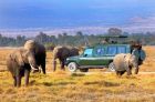Elephants roaming freely on a 3 Days African Safari Masai Mara adventure.