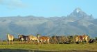 Kenya and Tanzania safari package featuring Big Five wildlife