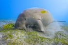 Dugong grazing in the clear waters of Marsa Mubarak during a snorkeling tour from Marsa Alam.
