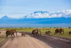 Scenic view of Mount Kilimanjaro from Amboseli on a 3-Day Kenya Safari Amboseli National Park.