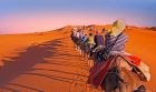 Explore the Sahara by camel in Morocco