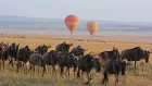 Wildebeest migration crossing the Mara River during the Great Migration safari