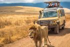 Lions resting on Serengeti plains during sunrise safari