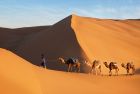 Camel trek across the golden dunes of the Moroccan Sahara Desert