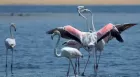 Best bird watching tour in Aswan Egypt exploring local bird species and the natural beauty of the Nile