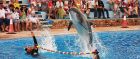 Dolphin Show in Sharm El Sheikh