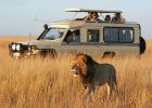 Game drive spotting lions on the 5 Days Kenya Safari Tour
