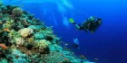 Submarine tour underwater view in Hurghada Red Sea