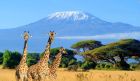 Giraffes grazing at sunset during a 3-Day Amboseli Safari from Nairobi.