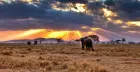 Elephants crossing the open plains on a 4-Day Tanzania Serengeti Tour with Africa Tours