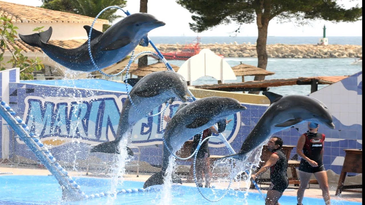 The Hurghada Dolphin Show
